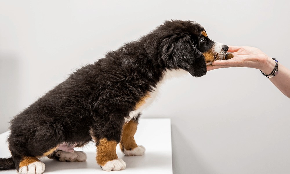 Bravecto in New Zealand: What Every Dog Owner Should Know Before Buying